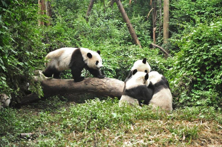 Imagen - Lo más destacado de China, Tour Privado