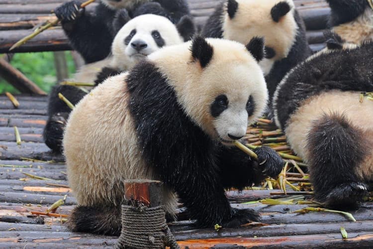 Imagen - Guerreros y osos panda, tour privado