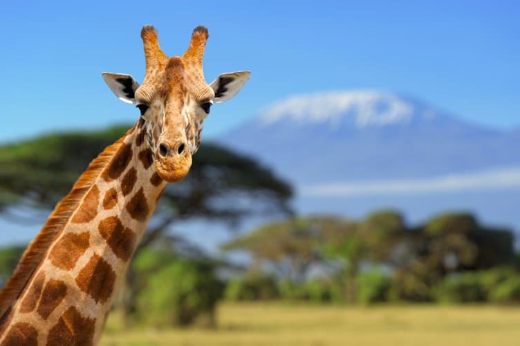 Imatge - East African Explorer, Zebra Plains and Serena Lodges - Private Tour (Multi country)