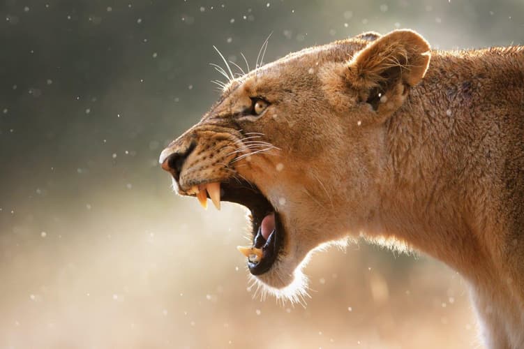 Bild - Kruger National Park Safari Experience, Self-drive