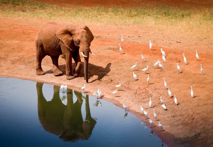 图像 - Kilimanjaro to Mombasa, Private Tour 