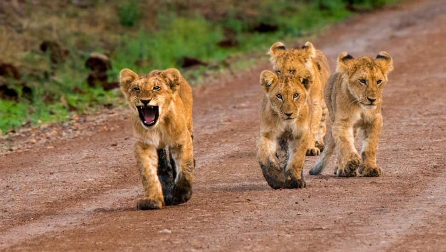 图像 - Kenya Odyssey, Private Tour