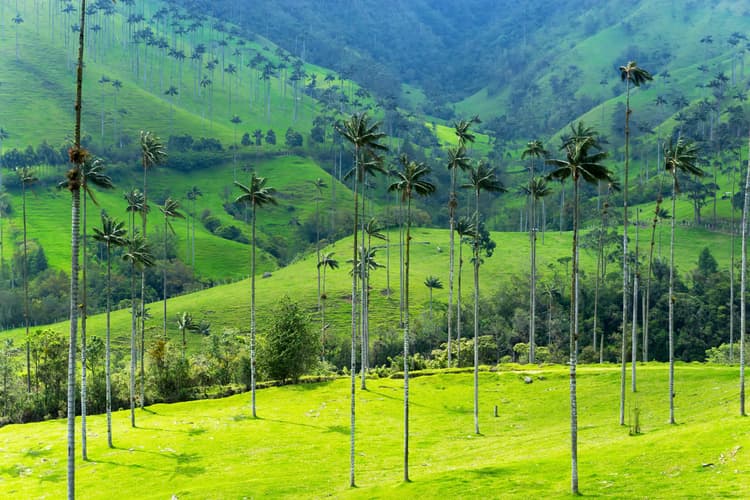 Imagen - Colores de Colombia 