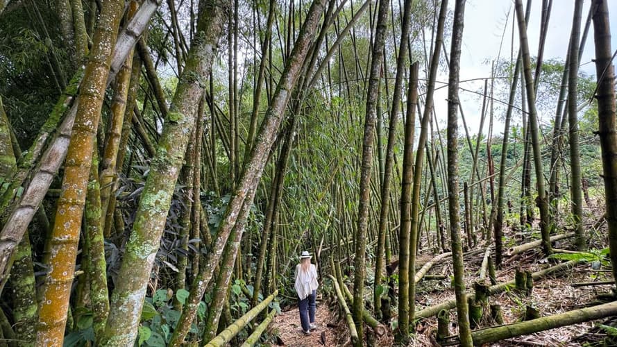 Image - 6-Day Medellin & Pereira Coffee Region Experience, Private Tour