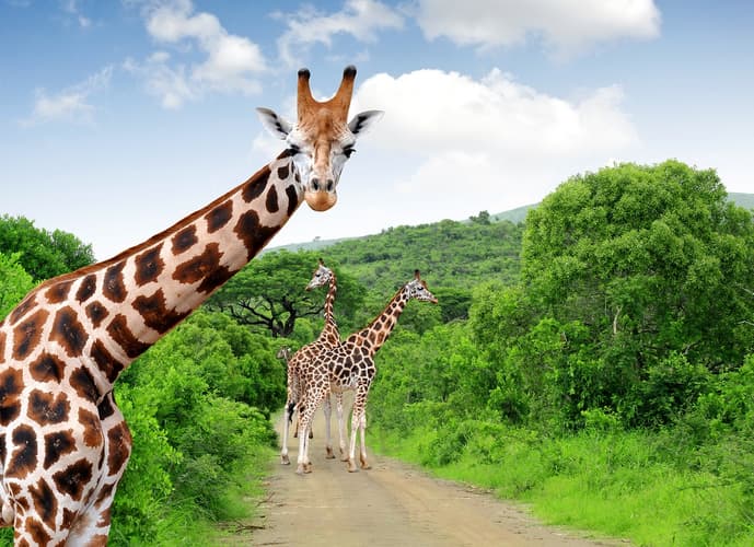 Image - Kruger Park Highlights