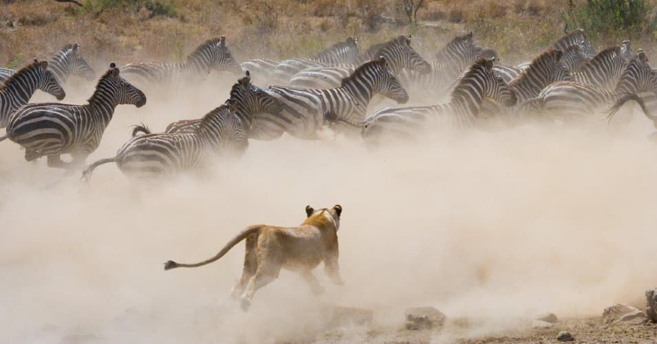 图像 - Through the Rift Valley, Serena Lodges 