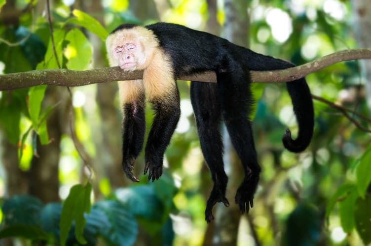 Образ - Wild Jungles and Secret Mountains of Costa Rica (On Request)