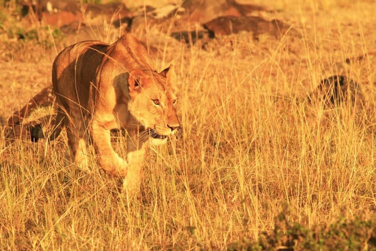 Imatge - East African Explorer, Zebra Plains and Serena Lodges (Multi country)