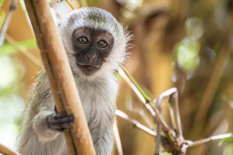 图像 - Scenic Kenya Safari, Private Tour