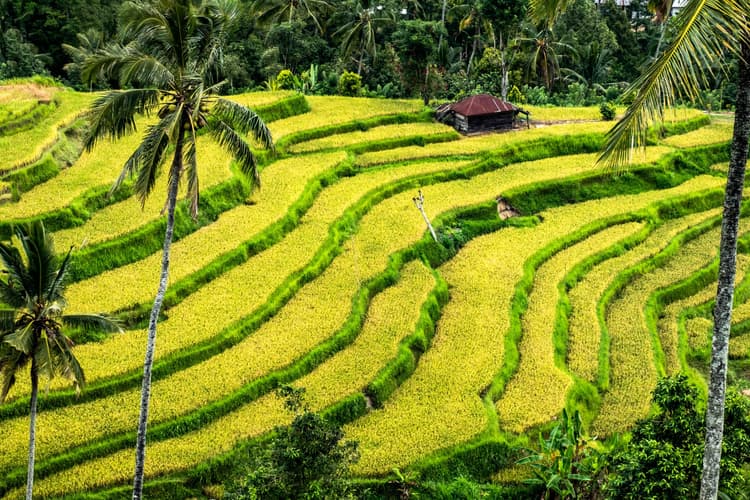 Imagine - New Bali Experience