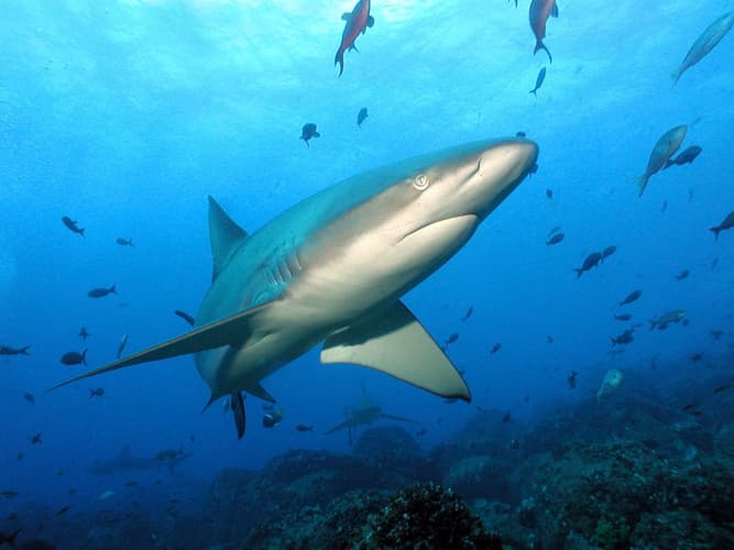 Bild - Descubrimiento del Ecuador + Extension Inter Islas Galapagos - Santa Cruz