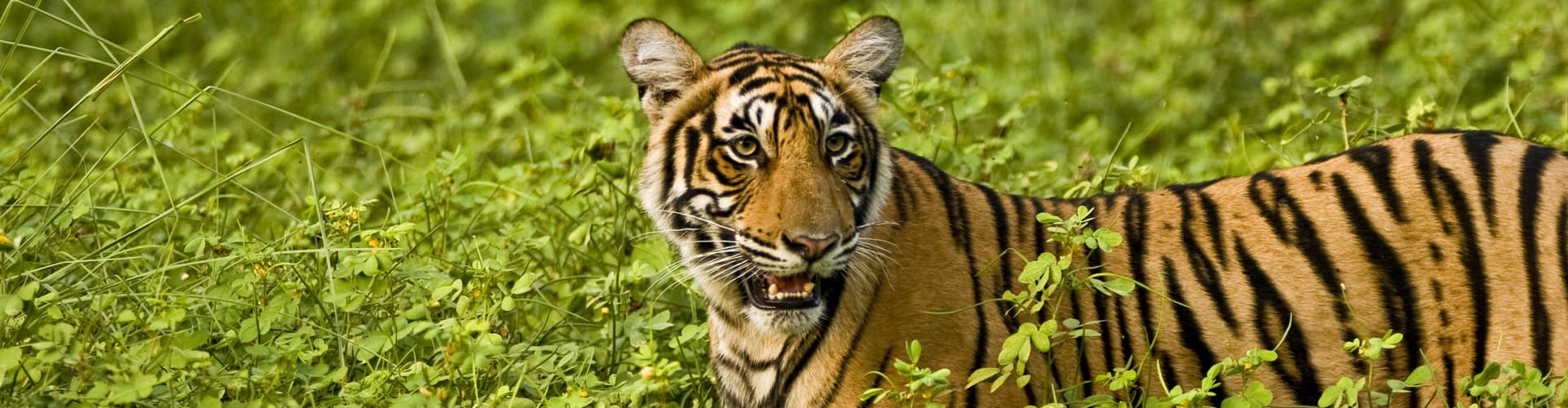 Immagine - Northern India Family Holiday Comfort