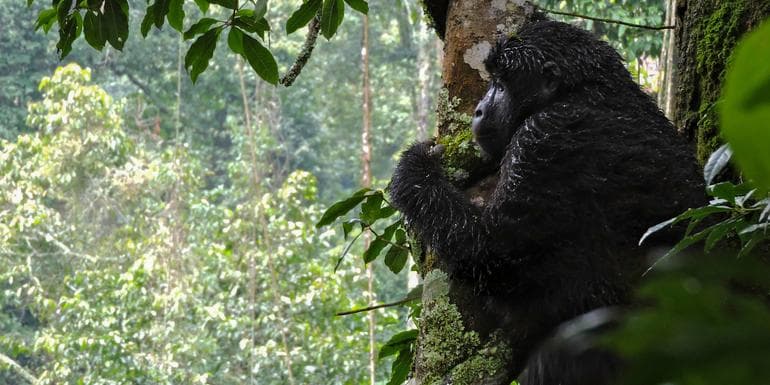 Imej - Kenya & Uganda Gorilla Overland: Forests & Wildlife Spotting