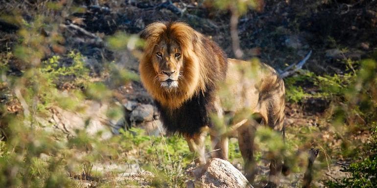 Bild - Cape Town, Kruger & Zimbabwe