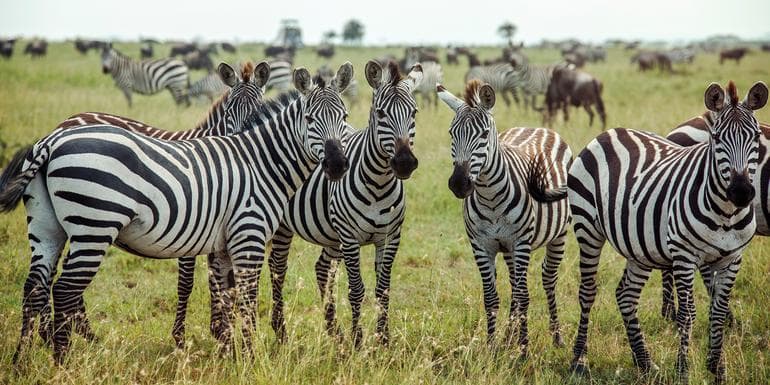 Imatge - Southern Africa Encompassed: Bush Camps & Wildlife Spotting