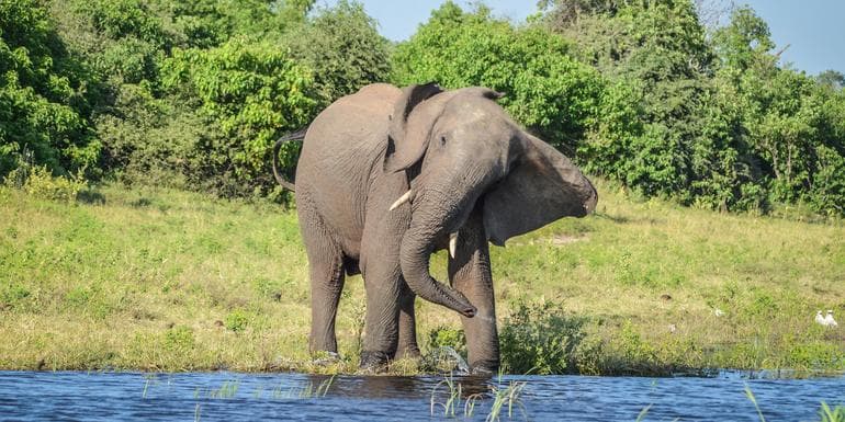 Imatge - Botswana & Victoria Falls Adventure