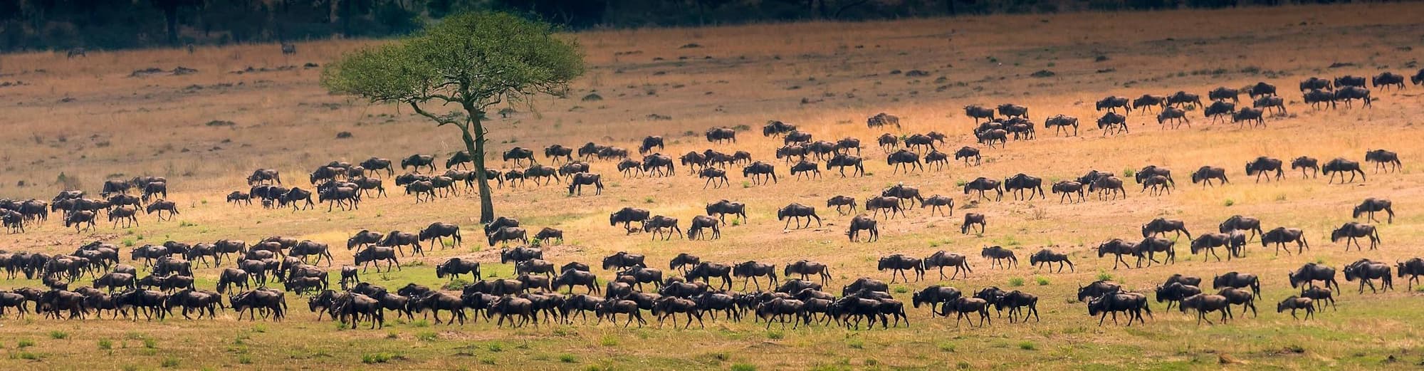 Serengeti (Tansania), Tansania