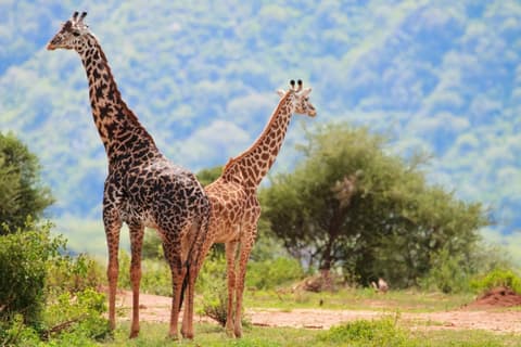 Kifaru Safari, Serena Lodges 