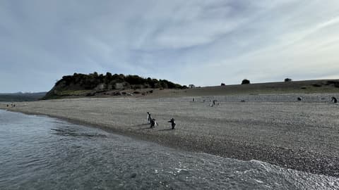Tour de 5 días por la temporada de Pingüinos de Ushuaia (de octubre a marzo)