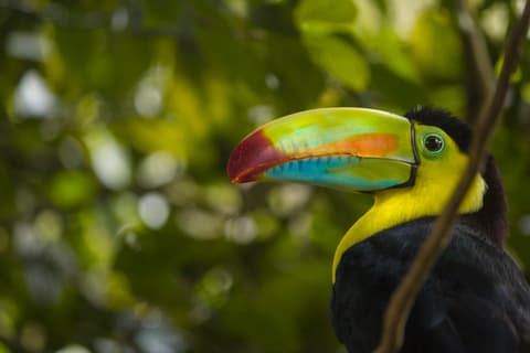 Tesoros de Costa Rica