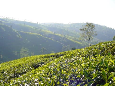 Lo más destacado de Sri Lanka, Tour Privado