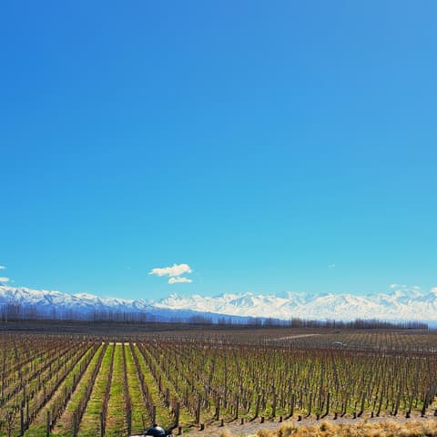 Experiencia de 4 días en la región vinícola de Mendoza