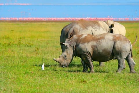 Lo más destacado de Kenia