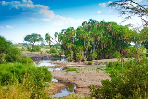 Simba Safari, cabañas en Wellworth