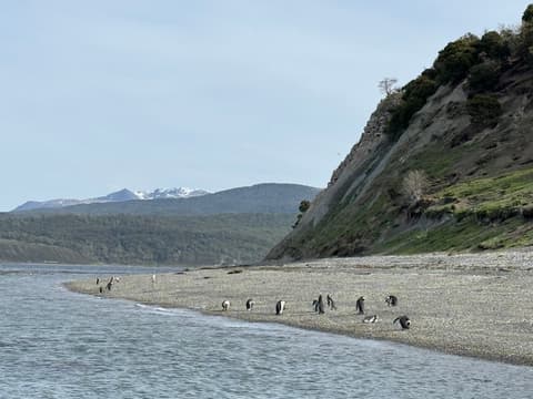 Tour de 5 días por la temporada de Pingüinos de Ushuaia (de octubre a marzo)