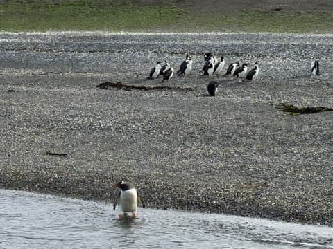 Tour de 5 días por la temporada de Pingüinos de Ushuaia (de octubre a marzo)