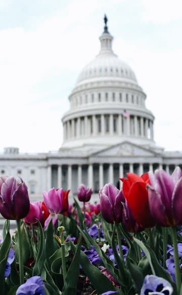 Washington Tradicional