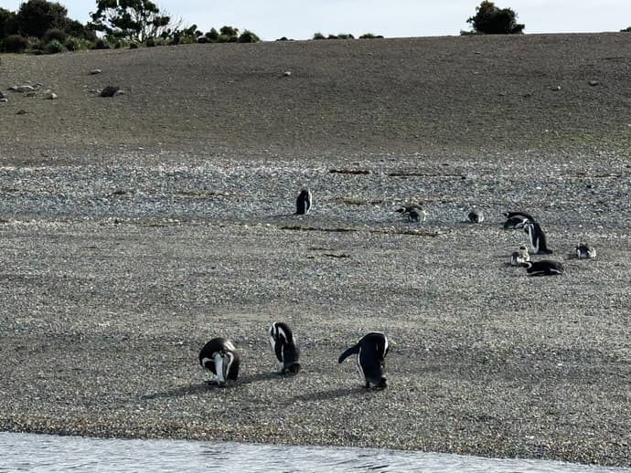 Tour de 5 días por la temporada de Pingüinos de Ushuaia (de octubre a marzo)