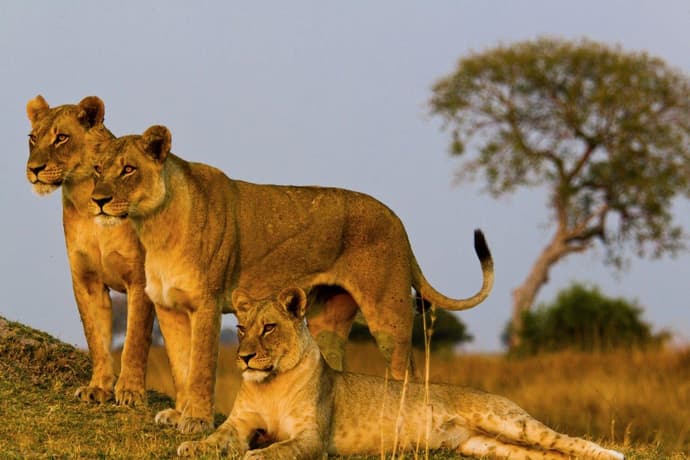 Simba Safari, cabañas en Wellworth