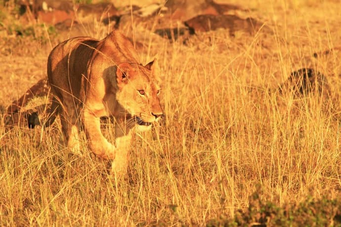 Lo más destacado de Kenia