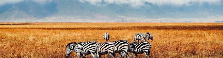 Ngorongoro